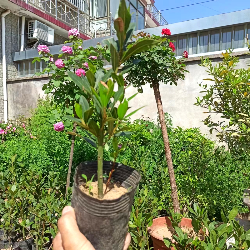 香叶树苗月桂叶食用观叶中药材盆栽阳台庭院做菜调料四季常青绿植 - 图1