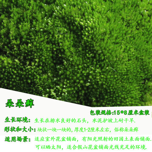 苔藓景观鲜活青苔盆栽铺面山水微景观造景植物草皮白发短绒 - 图0