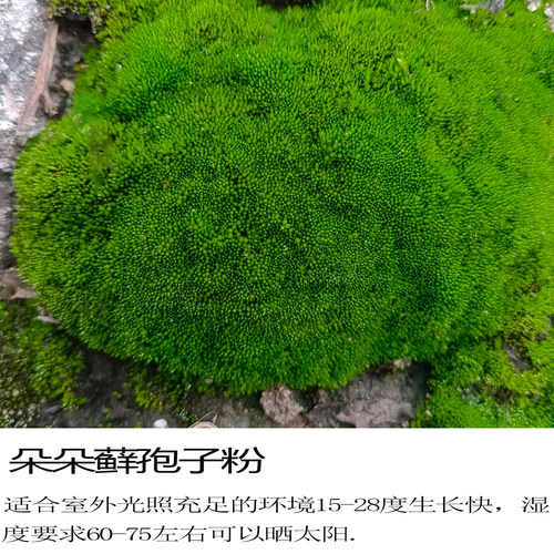 苔藓粉青苔苔藓孢子粉四季假山盆景苔藓孢子粉吸水石短绒苔藓孢子 - 图0