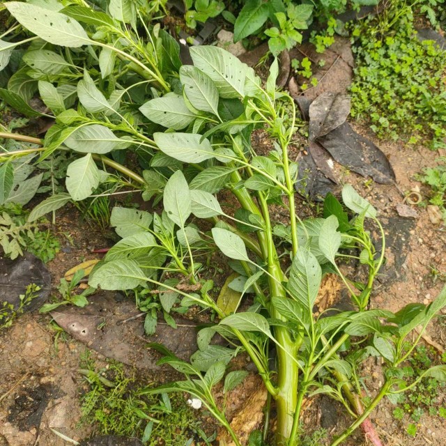 新鲜绿苋菜野生整颗刺苋根刺苋跟现挖刺苋菜头假苋菜猪母菜勒苋菜-图0