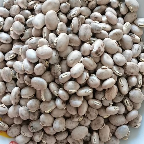 广西龙爪豆种子早熟狗爪豆高产狗仔豆种蔬菜种狗儿豆藜豆猫豆老虎 - 图1