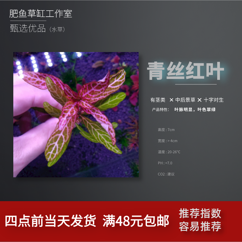 水草鱼缸植物造景水生植物阴性草紫红玫瑰水草夕烧后景草血红宫廷 肥鱼草缸工作室 淘优券