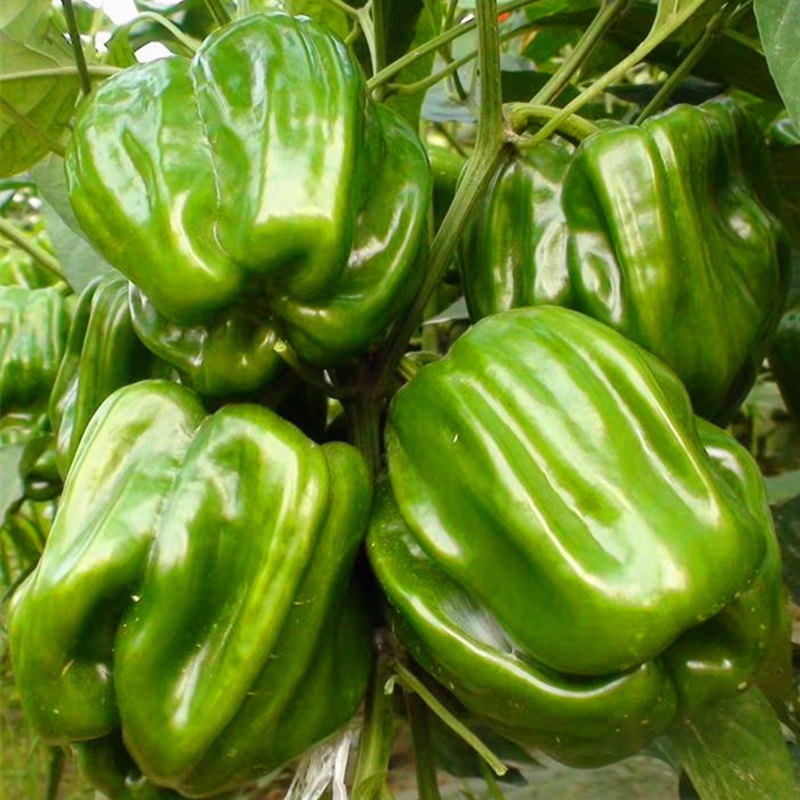 麻辣椒种子灯笼型长方椒种籽皱皮香辣辣椒四季蔬菜高产包邮福宇,淘宝优惠券,粉丝福利购,淘宝优惠卷