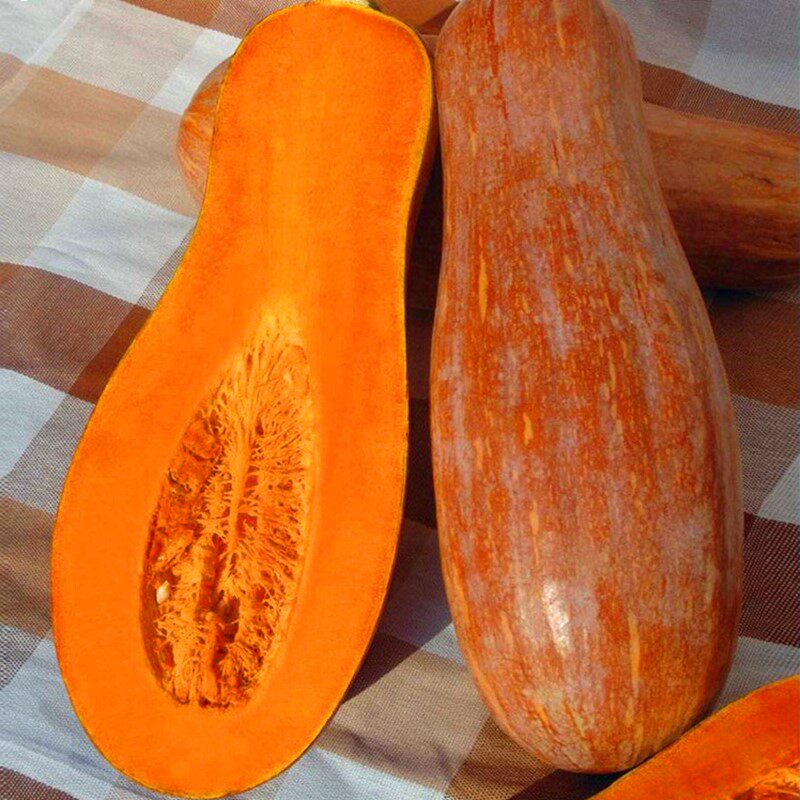早熟甜蜜本南瓜种子秘本密本南瓜种籽粉糯面甜四季蔬菜种子包邮,淘宝优惠券,粉丝福利购,淘宝优惠卷