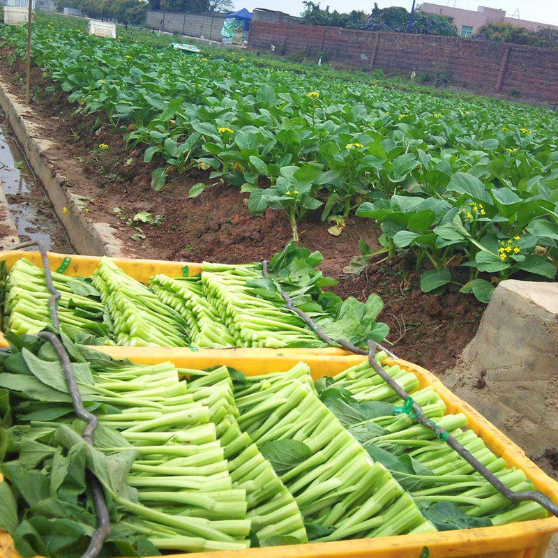 甜菜心种子广东四九菜苔薹种籽矮脚青菜尖叶油绿油青四季蔬菜早熟,淘宝优惠券,粉丝福利购,淘宝优惠卷