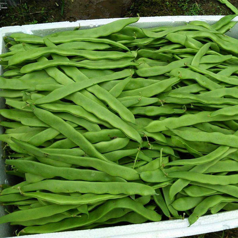 芸豆种子架宽芸豆豆角种籽油豆荚长不鼓豆荷兰豆四季蔬菜种籽包邮 - 图1