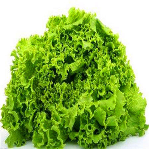 速生大叶生菜种子散叶细叶玻璃生菜种籽四季蔬菜青菜阳台庭院包邮 - 图3