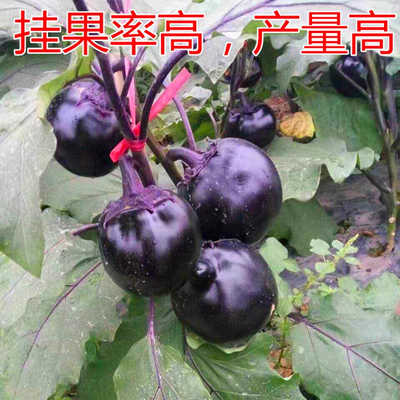 圆茄种子嫁接茄子苗黑色圆形茄种籽紫黑色果型大四季蔬菜黑圆王 - 图2