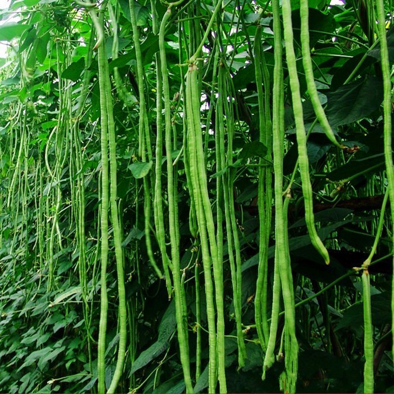 豇豆种子绿条豇豆种籽长豆角不鼓豆四季蔬菜种子包邮白花青条王 - 图0