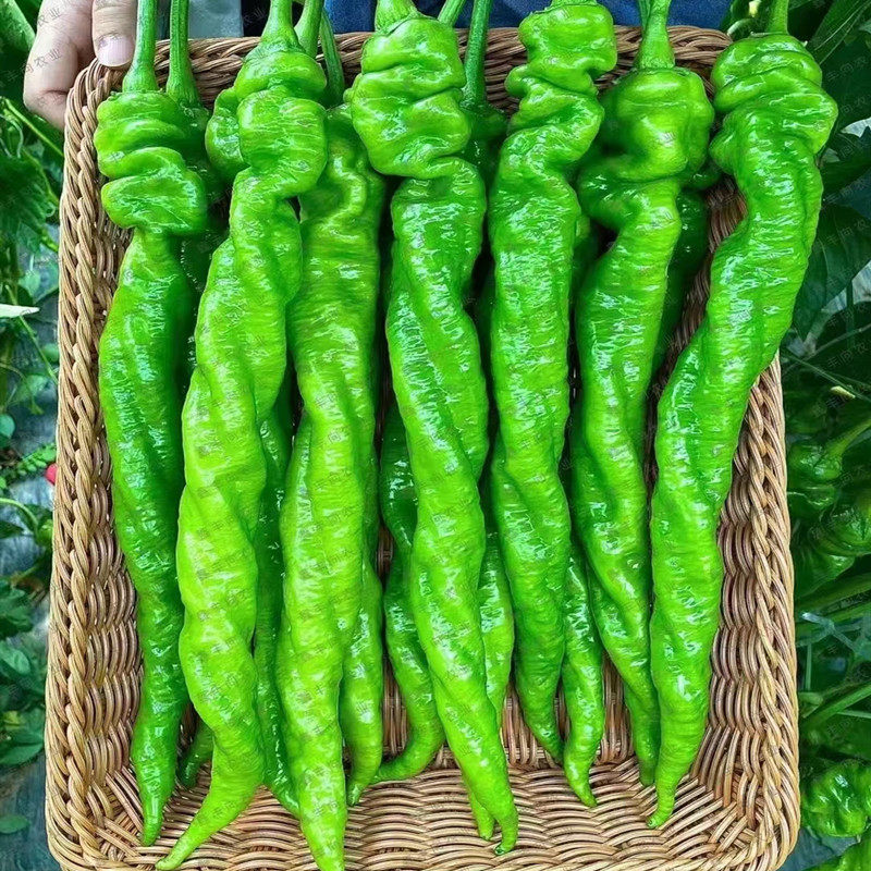 螺丝椒种子辣椒苗辣椒种籽种苗尖椒皮薄香辣大果四季蔬菜改良2315,淘宝优惠券,粉丝福利购,淘宝优惠卷