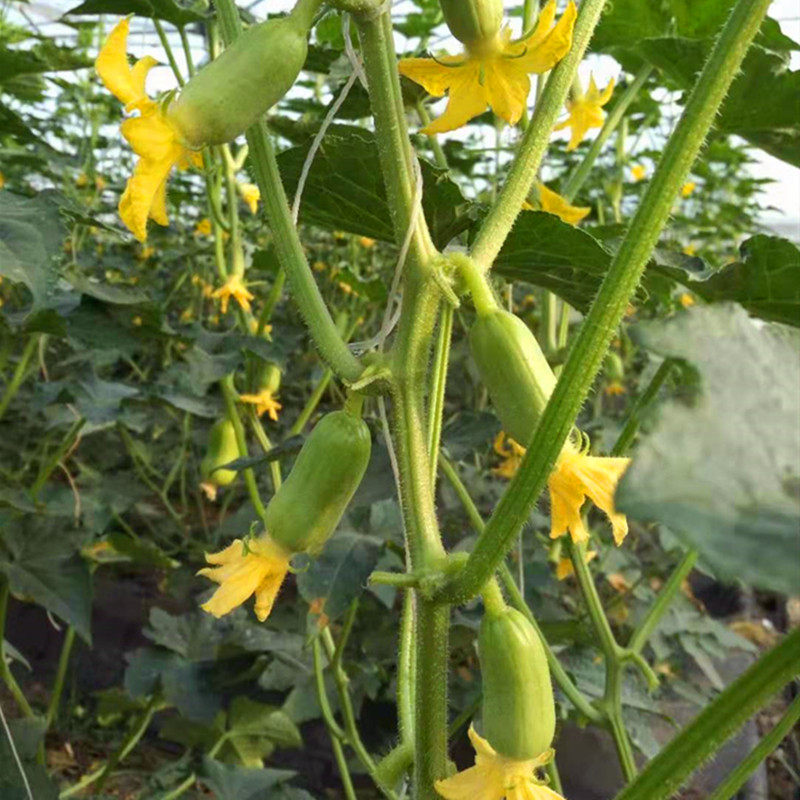 拇指小黄瓜种子迷你水果黄瓜种籽口感好金童玉女四季蔬菜庭院阳台,淘宝优惠券,粉丝福利购,淘宝优惠卷