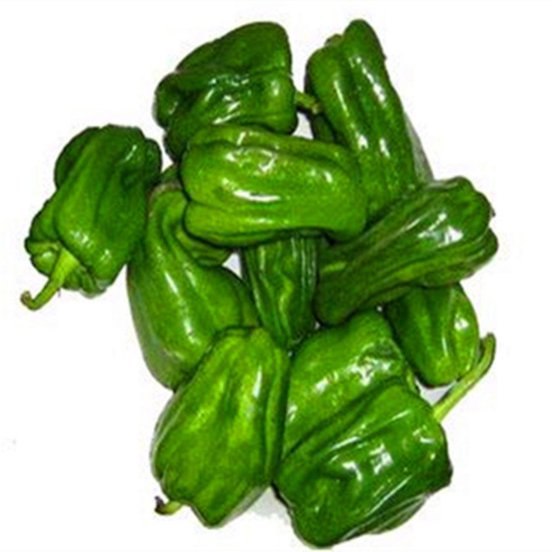 麻辣椒种子灯笼型长方椒种籽皱皮香辣辣椒四季蔬菜高产包邮福宇,淘宝优惠券,粉丝福利购,淘宝优惠卷