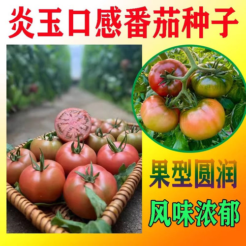 坂田炎玉大果口感番茄种子草莓西红柿种籽沙瓤好吃高产四季蔬菜籽 - 图0