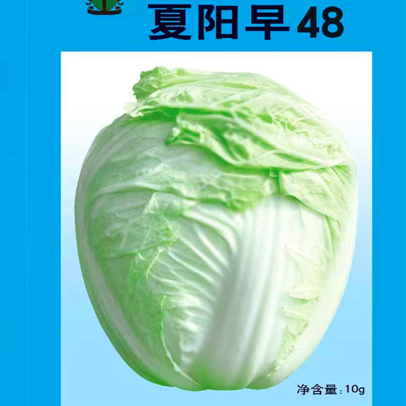 夏阳早白菜种子耐热高产黄心芯大白菜种籽夏秋蔬菜四季抗病包邮,淘宝优惠券,粉丝福利购,淘宝优惠卷