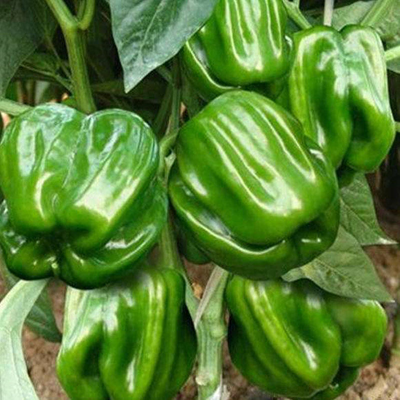 麻辣椒种子灯笼型长方椒种籽皱皮香辣辣椒四季蔬菜高产包邮福宇,淘宝优惠券,粉丝福利购,淘宝优惠卷