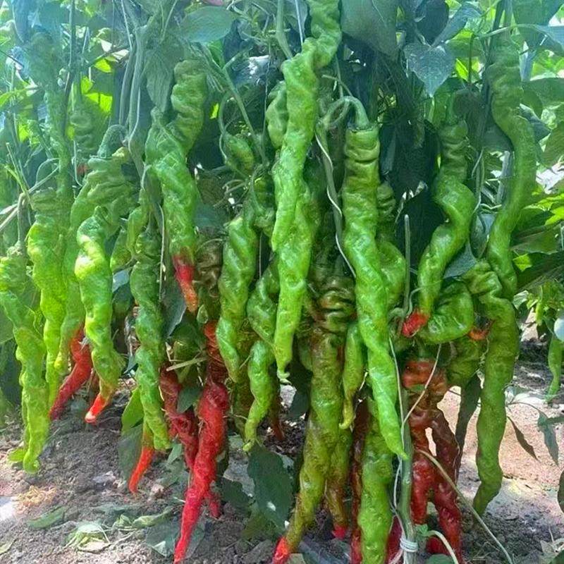 大果全螺旋螺丝椒种子辣椒苗薄皮顺直辣味浓辣椒种籽尖椒四季蔬菜,淘宝优惠券,粉丝福利购,淘宝优惠卷