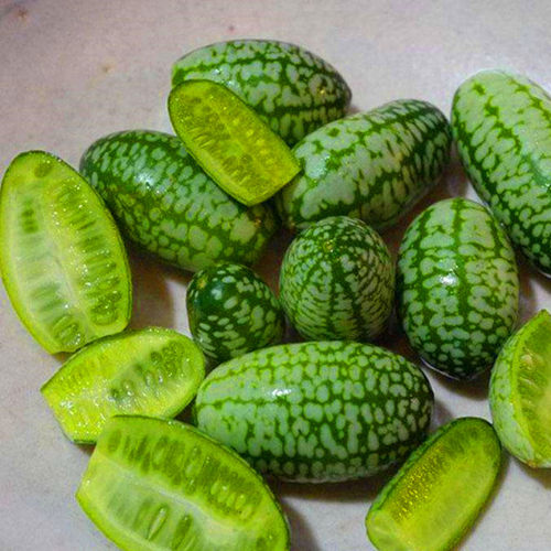 拇指西瓜种子迷你小西瓜种籽蔬菜水果种子四季蔬菜庭院高产包邮 - 图0