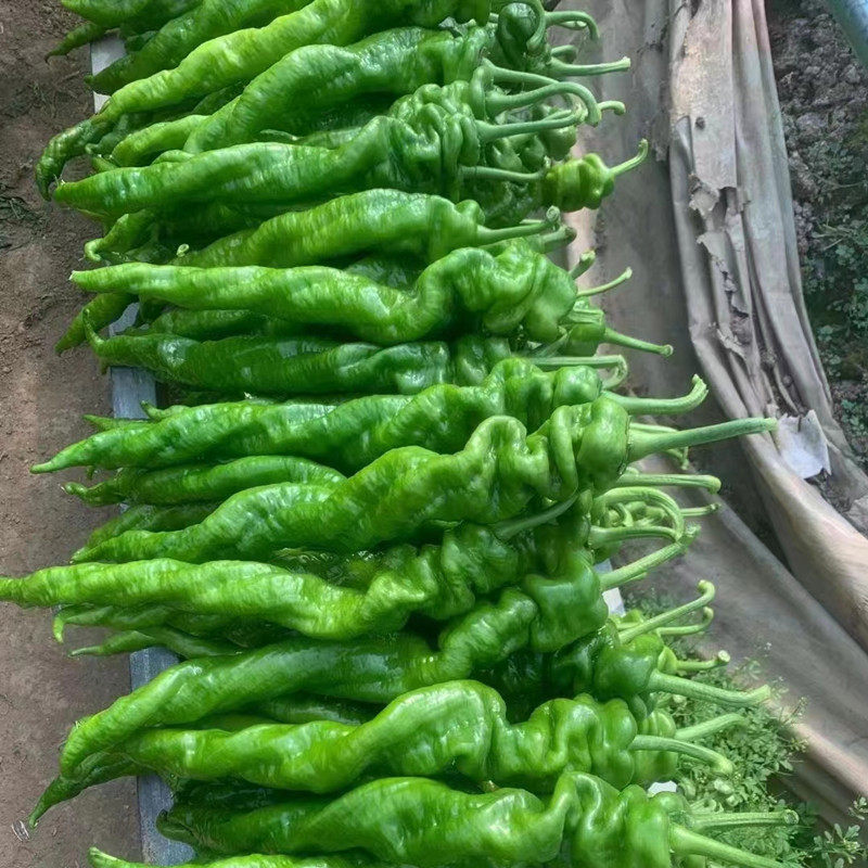 螺丝椒种子辣椒苗辣椒种籽种苗尖椒皮薄香辣大果四季蔬菜改良2315,淘宝优惠券,粉丝福利购,淘宝优惠卷