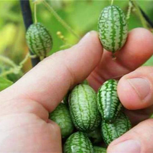 拇指西瓜种子迷你小西瓜种籽蔬菜水果种子四季蔬菜庭院高产包邮 - 图2