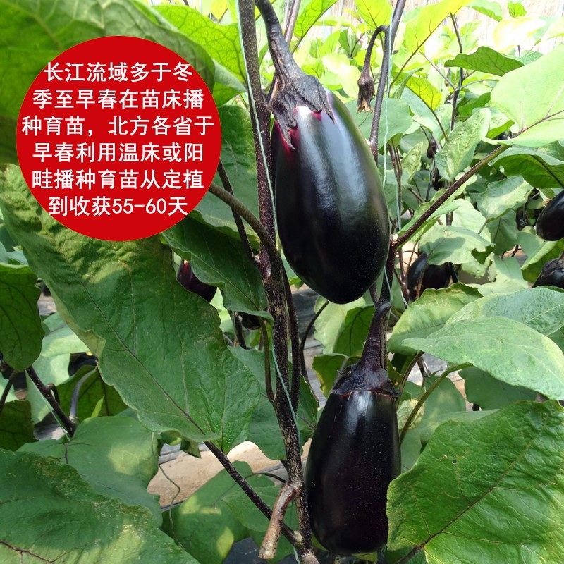 特大牛心茄种子罐茄种籽紫把紫黑色茄子高产四季蔬菜庭院阳台包邮,淘宝优惠券,粉丝福利购,淘宝优惠卷