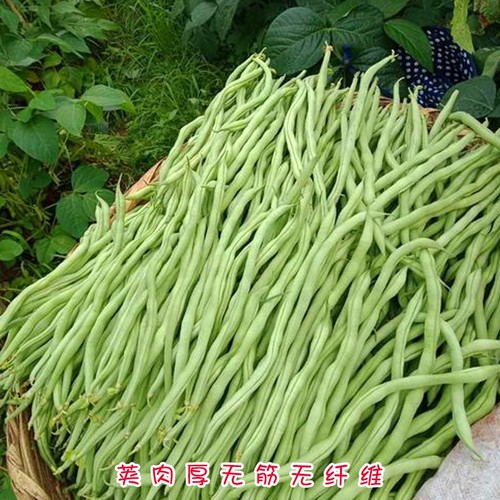 无筋架豆王种子泰国无筋豆种籽豆角长芸豆蔬菜四季豆青豆高产包邮