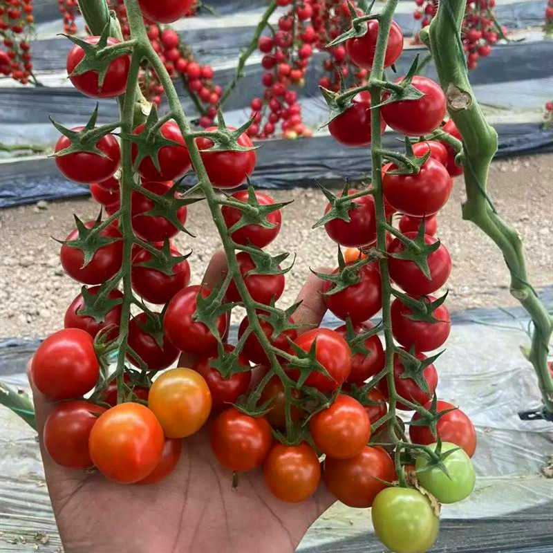 高糖超甜串收圆形红色小番茄种子小红圣女果种籽四季蔬菜红灯笼,淘宝优惠券,粉丝福利购,淘宝优惠卷