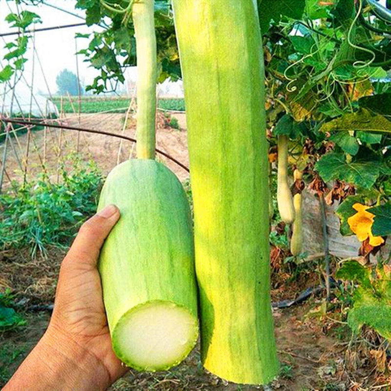 神奇砍瓜种子种苗随吃随砍 巨型砍瓜种籽 特色四季蔬菜种庭院包邮,淘宝优惠券,粉丝福利购,淘宝优惠卷