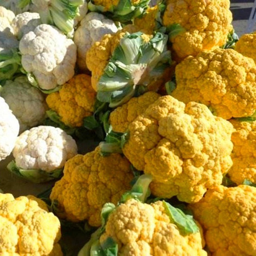 金色花菜种子黄色花椰菜种籽菜花稀有特色蔬菜品种四季高产包邮 - 图0