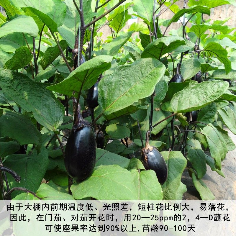 特大牛心茄种子罐茄种籽紫把紫黑色茄子高产四季蔬菜庭院阳台包邮,淘宝优惠券,粉丝福利购,淘宝优惠卷