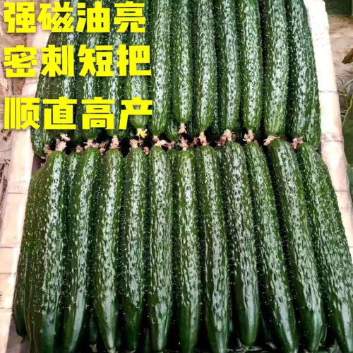 黄瓜种子嫁接黄瓜苗高产油亮水黄瓜种籽强雌瓜码密耐寒好绿肉冬威 - 图1
