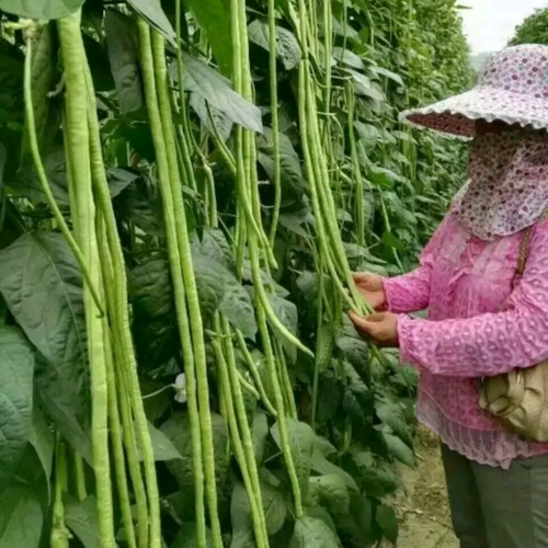 豆角种子长豇豆种籽绿白条顺直不鼓豆油豆架豆蔬菜种特选张塘王 - 图0