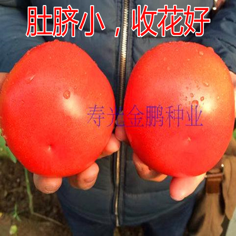 番茄种籽粉红西红柿种子番茄苗耐寒大果高产四季蔬菜种苗子凯萨,淘宝优惠券,粉丝福利购,淘宝优惠卷