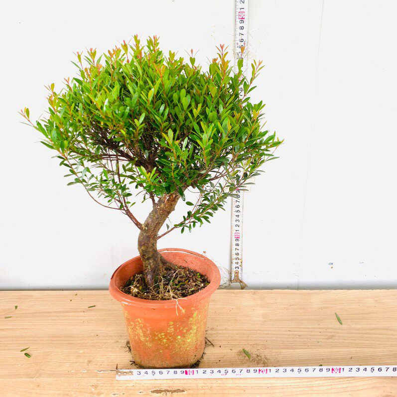名贵小叶五彩赤楠红杨盆景老桩提根飘枝悬崖赤楠临水造型游龙矮霸_虎窝淘