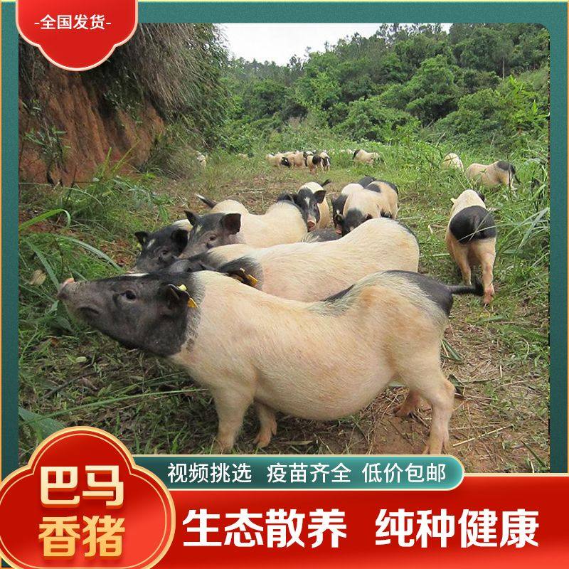 广西全国包邮纯种巴马香猪小香猪活物成年怀孕香猪宠物小香猪,淘宝优惠券,粉丝福利购,淘宝优惠卷