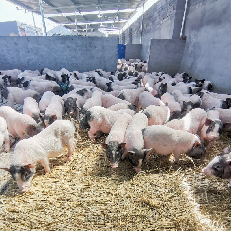 包邮纯种巴马香猪幼崽活体小香猪活苗成年肉猪活物宠物散养藏香猪,淘宝优惠券,粉丝福利购,淘宝优惠卷