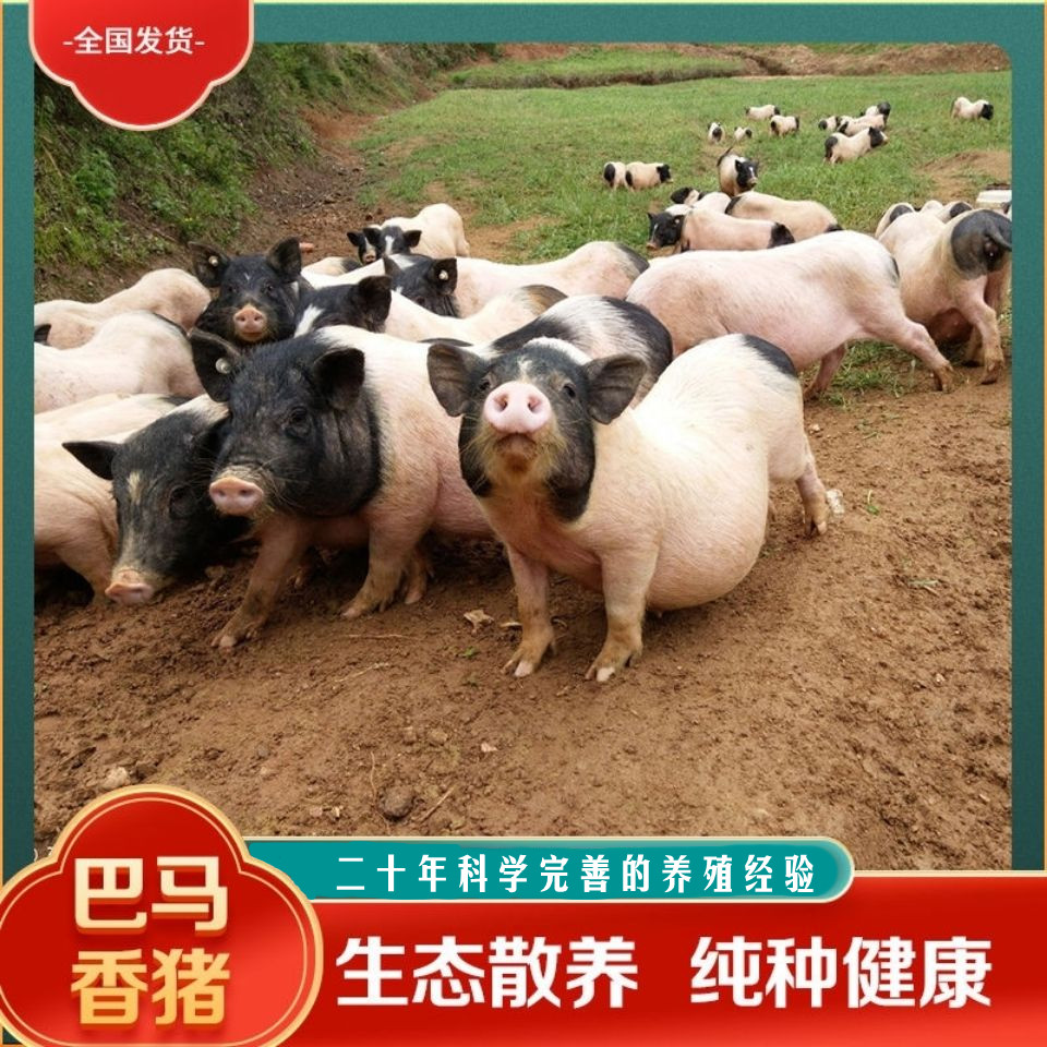 包邮纯种巴马香猪幼崽活体小香猪活苗成年肉猪活物宠物散养藏香猪,淘宝优惠券,粉丝福利购,淘宝优惠卷