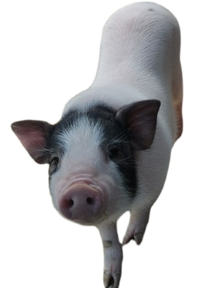 广西全国包邮纯种巴马香猪小香猪活物成年怀孕香猪宠物小香猪,淘宝优惠券,粉丝福利购,淘宝优惠卷