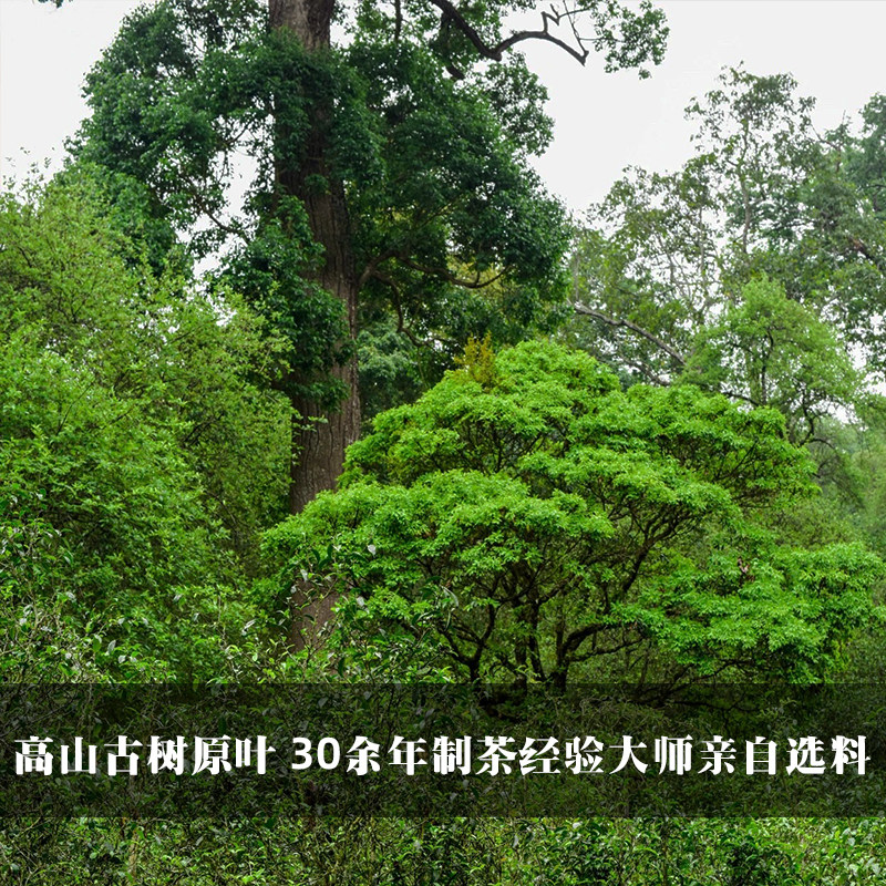 龙润茶826标杆熟茶2023年凤庆古树普洱茶茶饼茶叶357g官方正品 - 图3