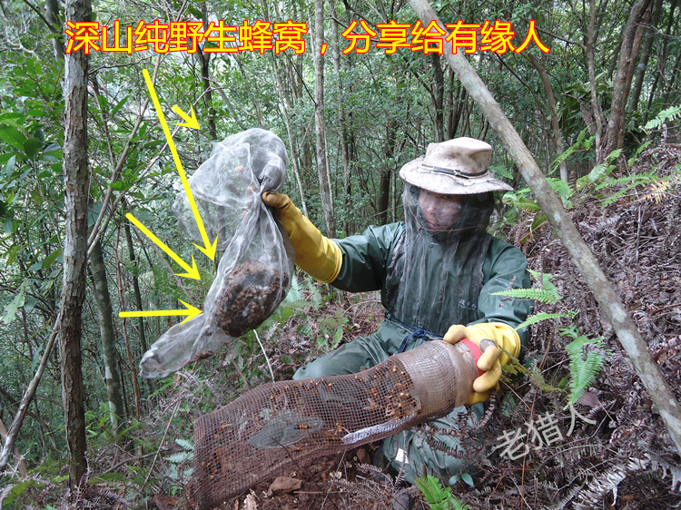 野生马蜂窝野蜂窝露蜂房100g大黄蜂胡蜂灸蜂房粉中药材干蚂蜂窝巢-图1