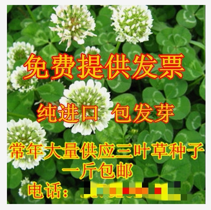 三叶草种子苕子净籽四季常青草坪种绿化多年生耐寒开花观赏花种子 - 图0