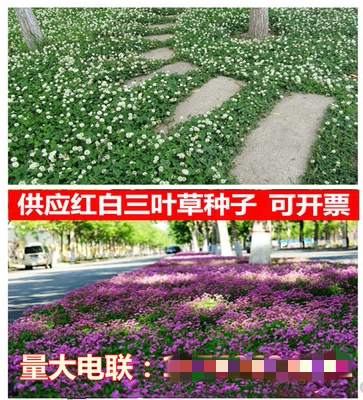 三叶草种子苕子净籽四季常青草坪种绿化多年生耐寒开花观赏花种子 - 图1