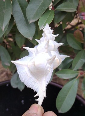 天然海螺白芭蕉螺新品包邮