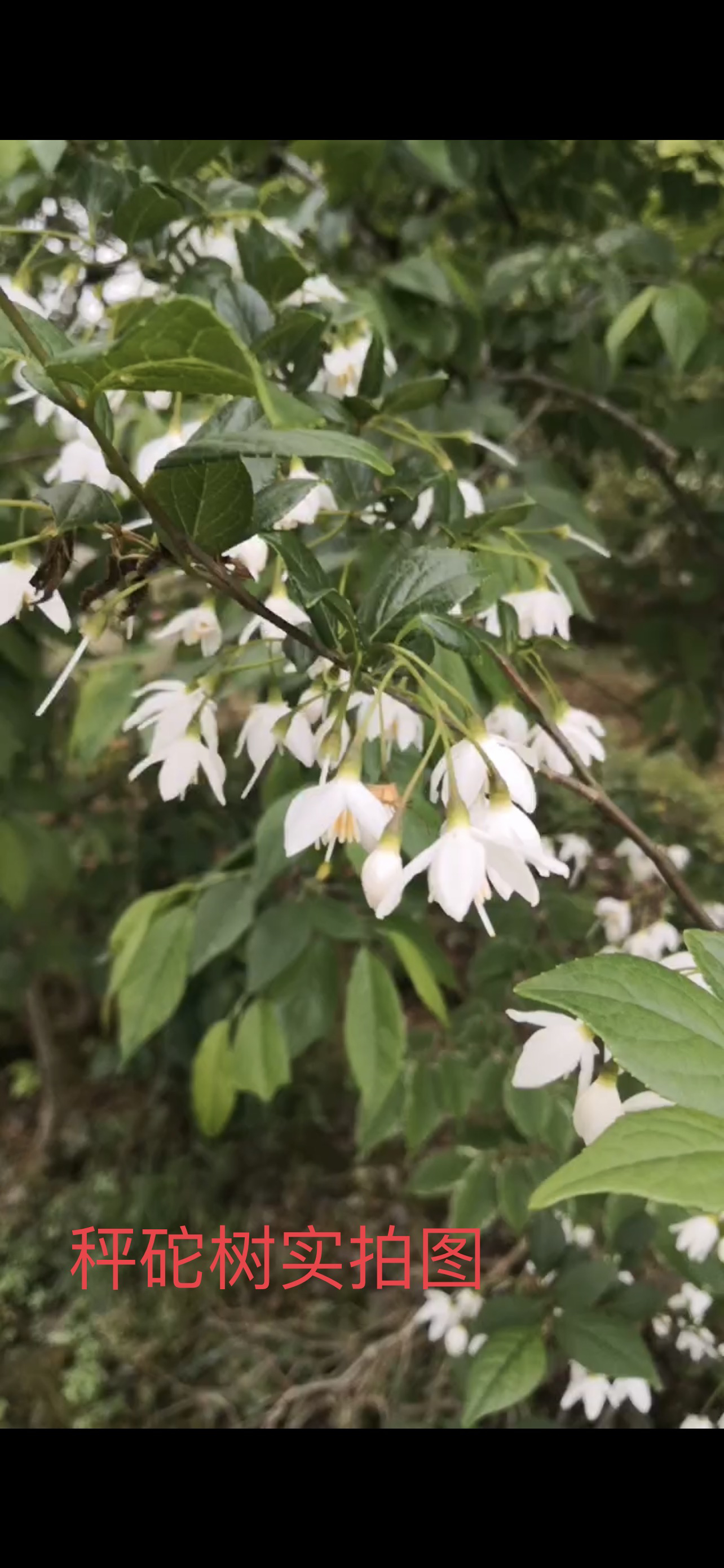 狭果秤锤树 别名秤砣树  Sinojackia xylocarpa Hu 一物一拍 - 图2