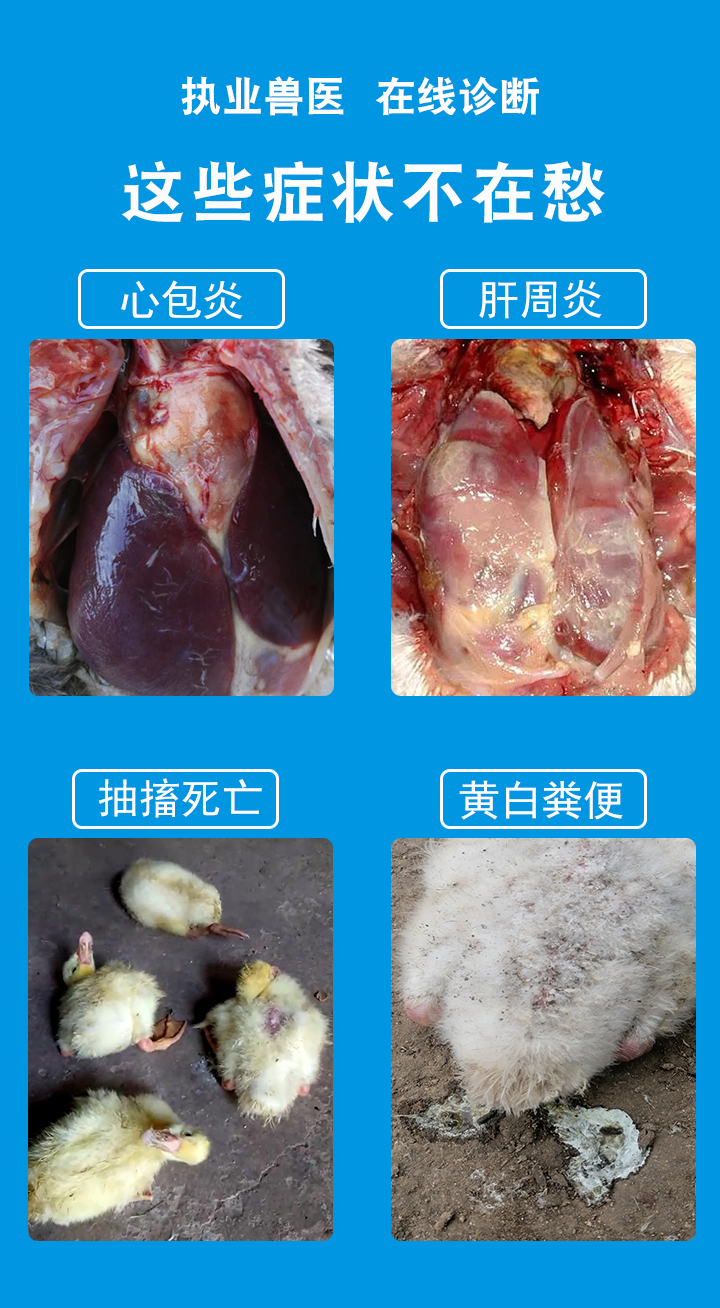 鹅鸭鸭浆炎专用药大肠杆菌包心包肝软脚瘫痪黄白粪便康鸭浆膜炎药 - 图2