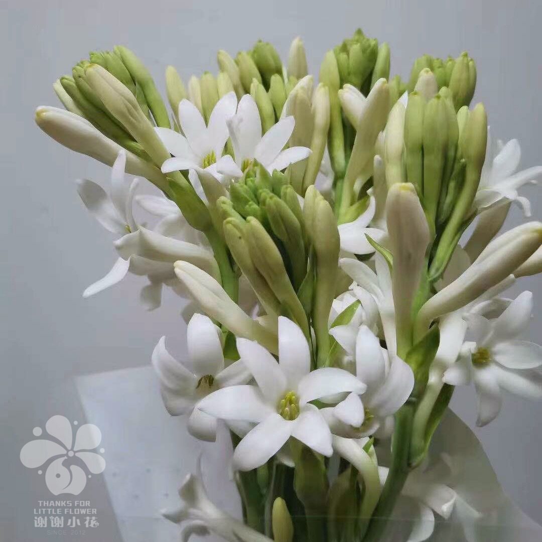 谢谢小花晚香玉白花单瓣夜来香多年生浓香宿根球根盆栽花卉植物 谢谢小花 淘优券