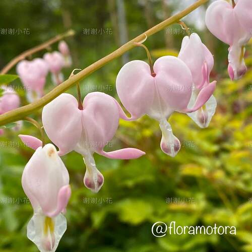 谢谢小花 荷包牡丹 丘比特 金叶 阿尔巴 多年生宿根花卉花园植物 - 图0