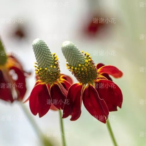 谢谢小花 草原金光菊 墨西哥帽子 耐热耐旱花期长好养护花卉植物