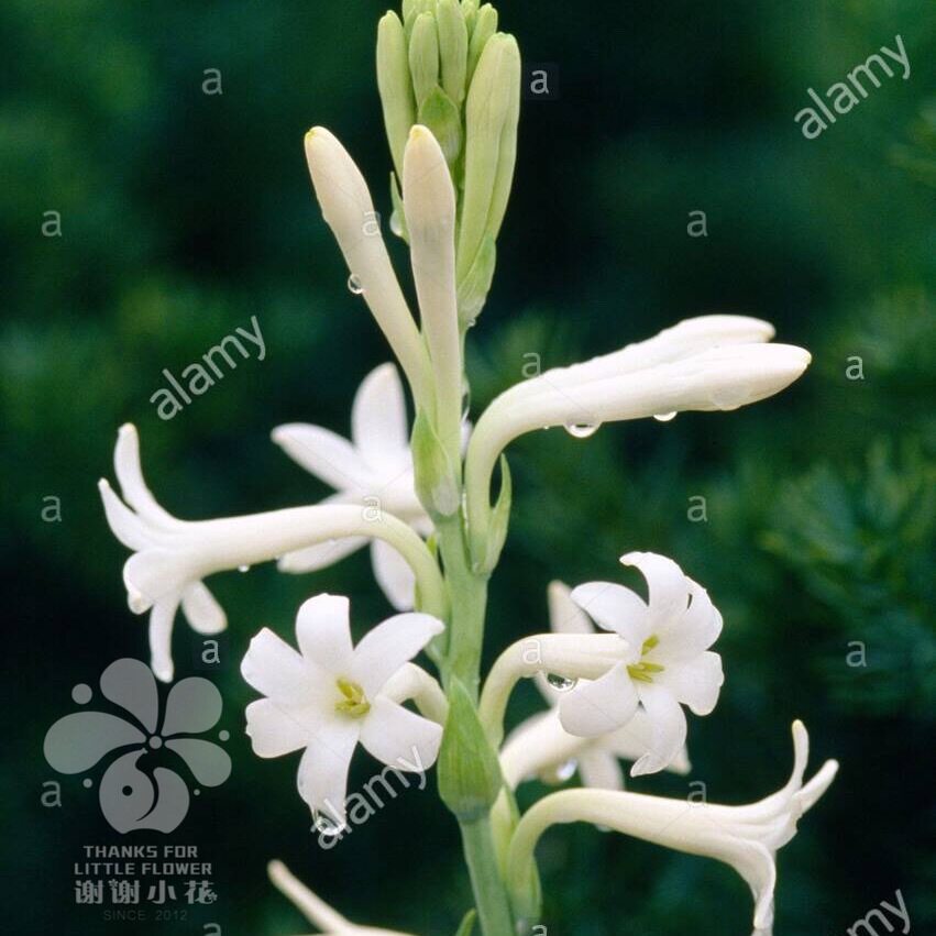 谢谢小花晚香玉白花单瓣夜来香多年生浓香宿根球根盆栽花卉植物 谢谢小花 淘优券
