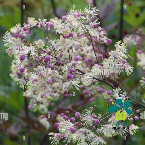 谢谢小花 重瓣偏翅唐松草 白花紫花单瓣耐阴裸根宿根花卉盆栽植物 - 图2