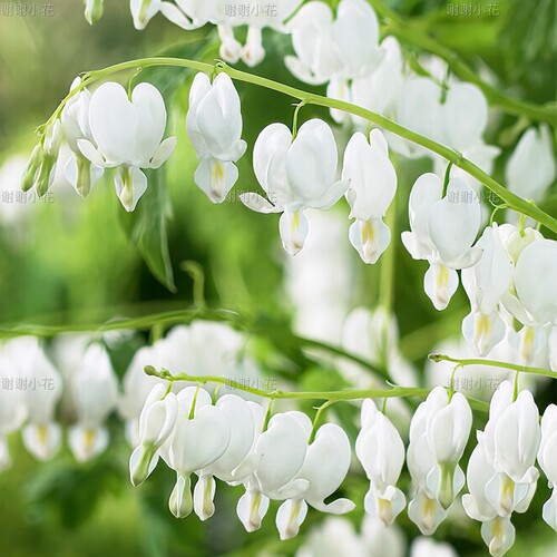 谢谢小花 荷包牡丹 丘比特 金叶 阿尔巴 多年生宿根花卉花园植物 - 图3